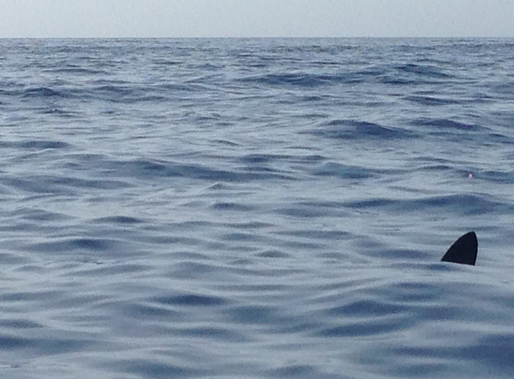 Kajaktour vor La Gomera: Begegnung mit einem Hai