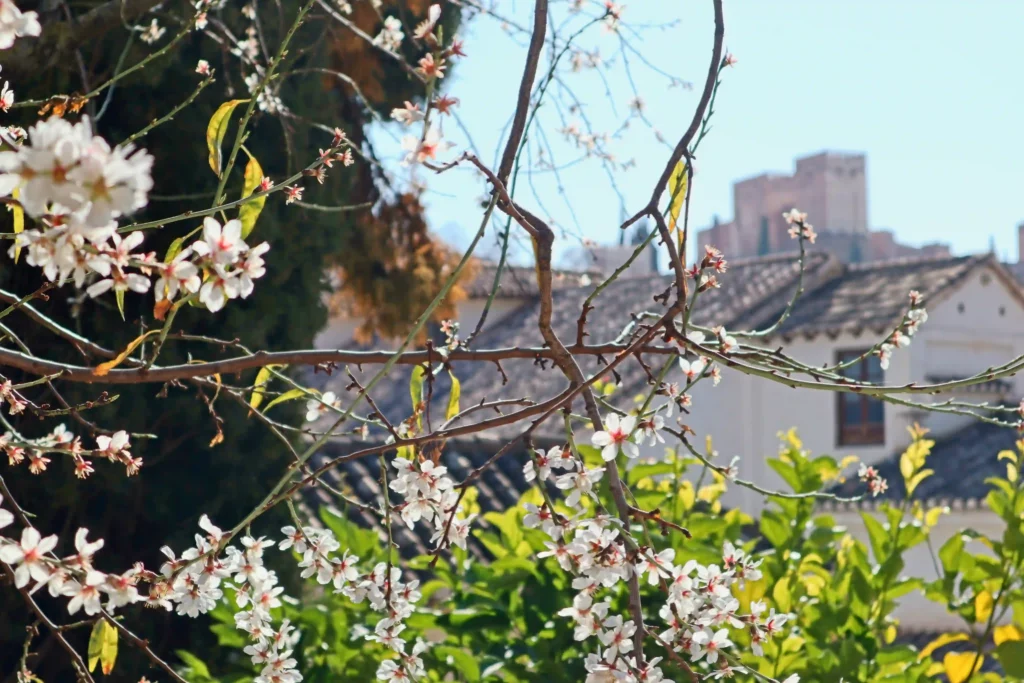 Mandelblüte in Andalusien Bild: ©Oliver Sdrojek