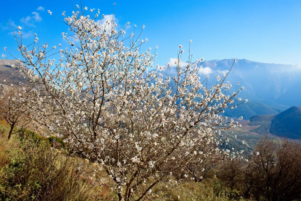 Mandelblüte in Andalusien Bild: ©Oliver Sdrojek