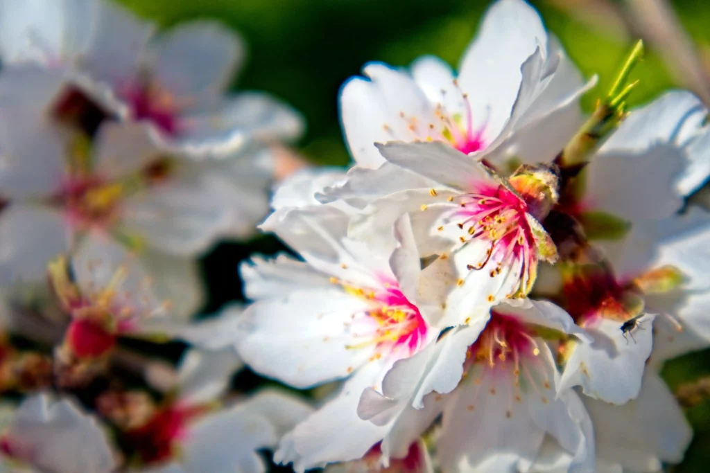 Mandelblüte Nahaufnahme Bild: ©Oliver Sdrojek