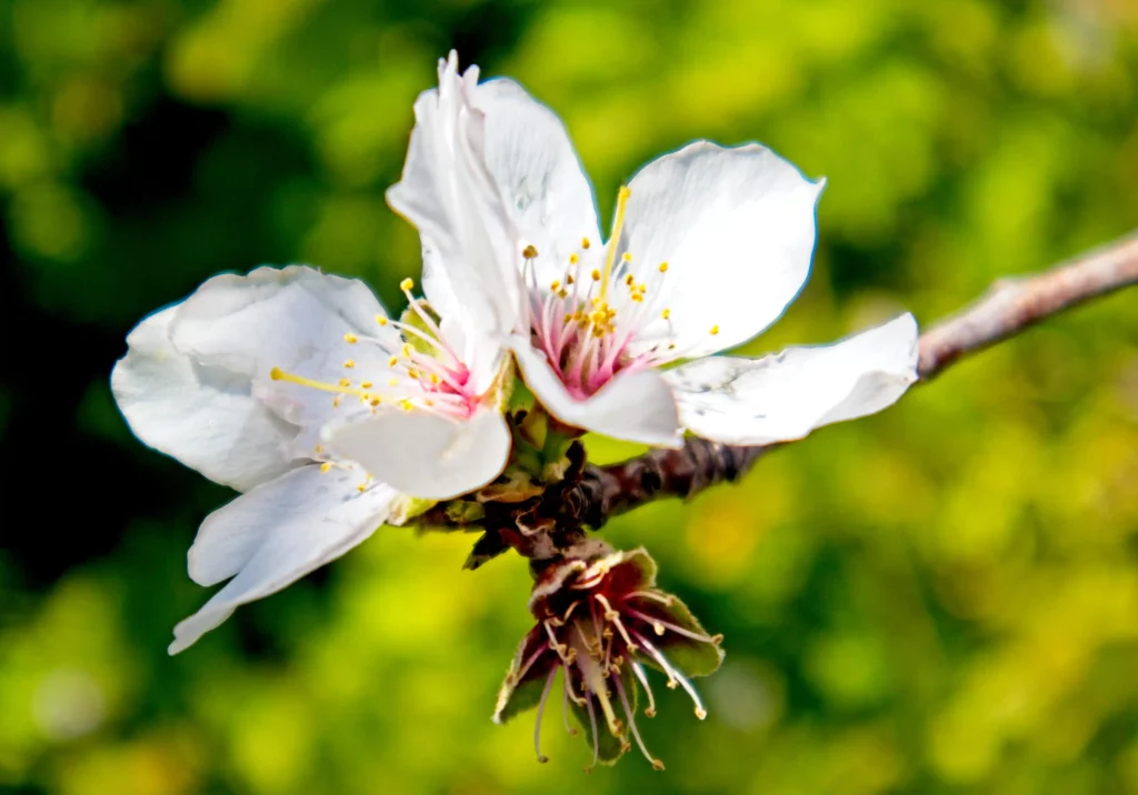 Mandelblüte Nahaufnahme Bild: ©Oliver Sdrojek