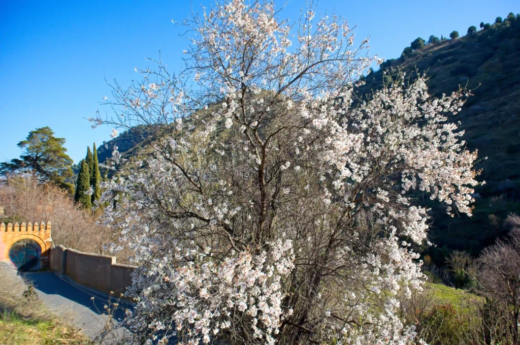 Mandelblüte in Granada Bild: ©Oliver Sdrojek