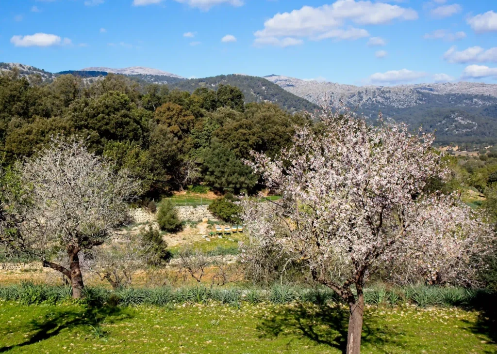 Mandelblüte auf Mallorca Bild: ©Oliver Sdrojek