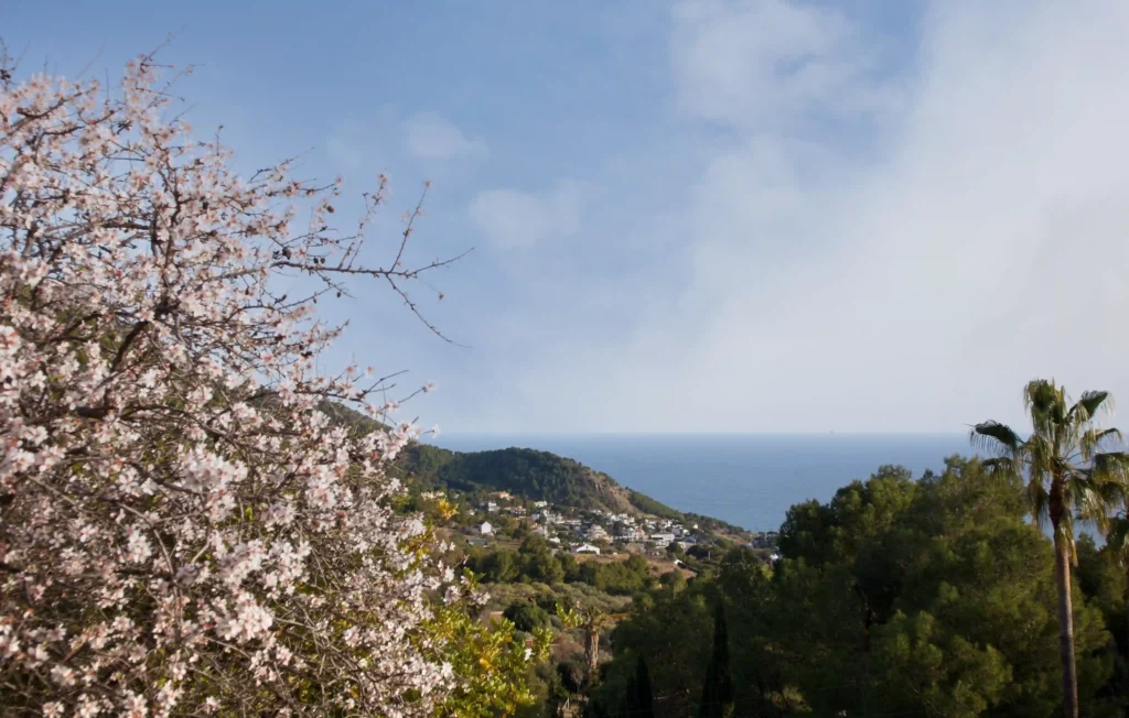 Mandelblüte in Málaga Bild: ©Oliver Sdrojek