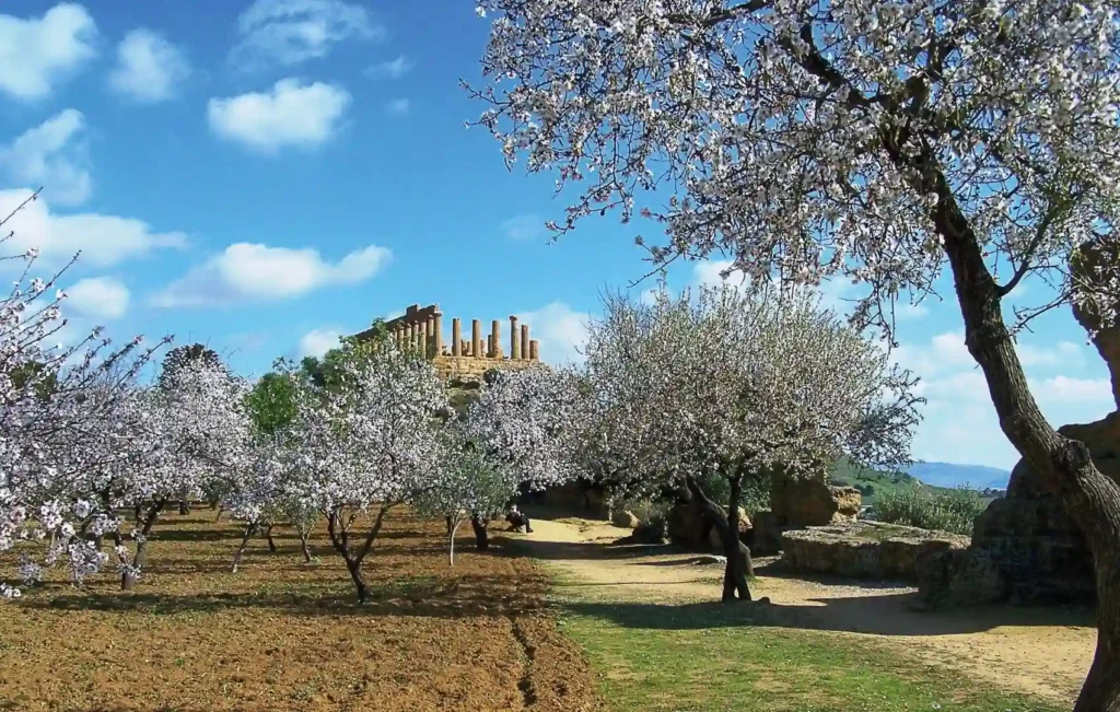 Mandelblüte im Tal der Tempel, Agrigent, Sizilien