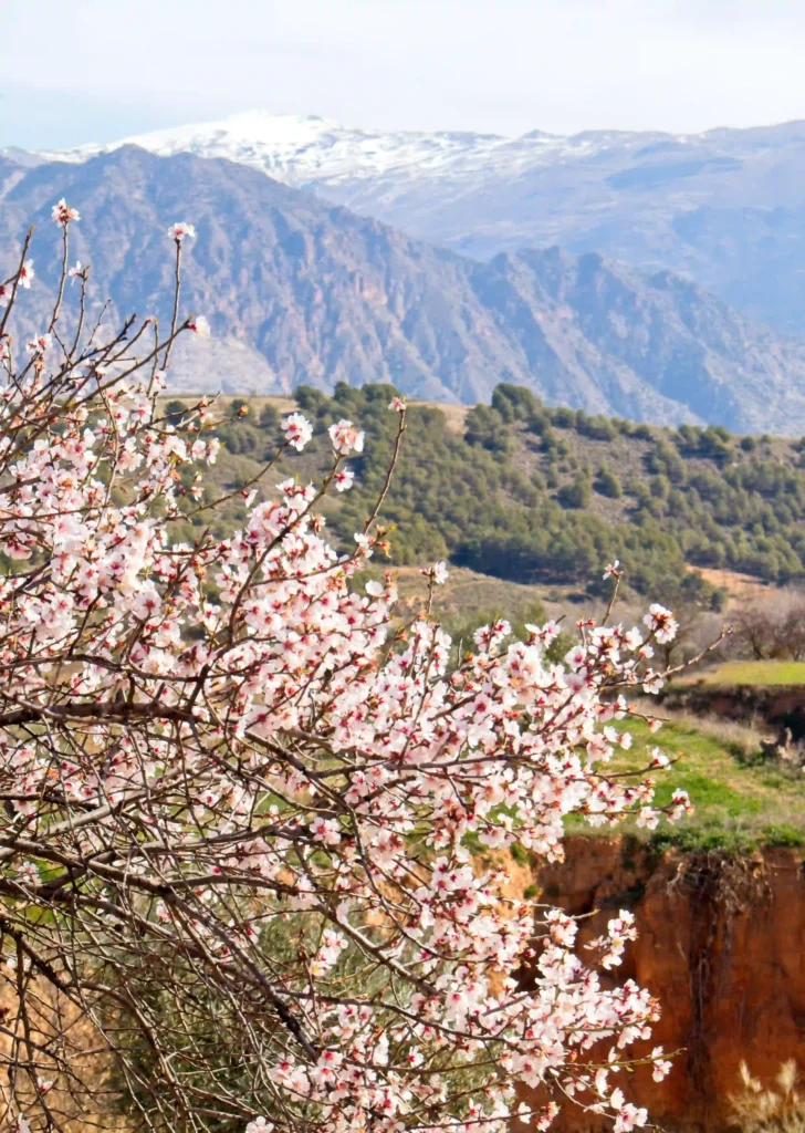 Mandelblüte in Granada Bild: ©Oliver Sdrojek