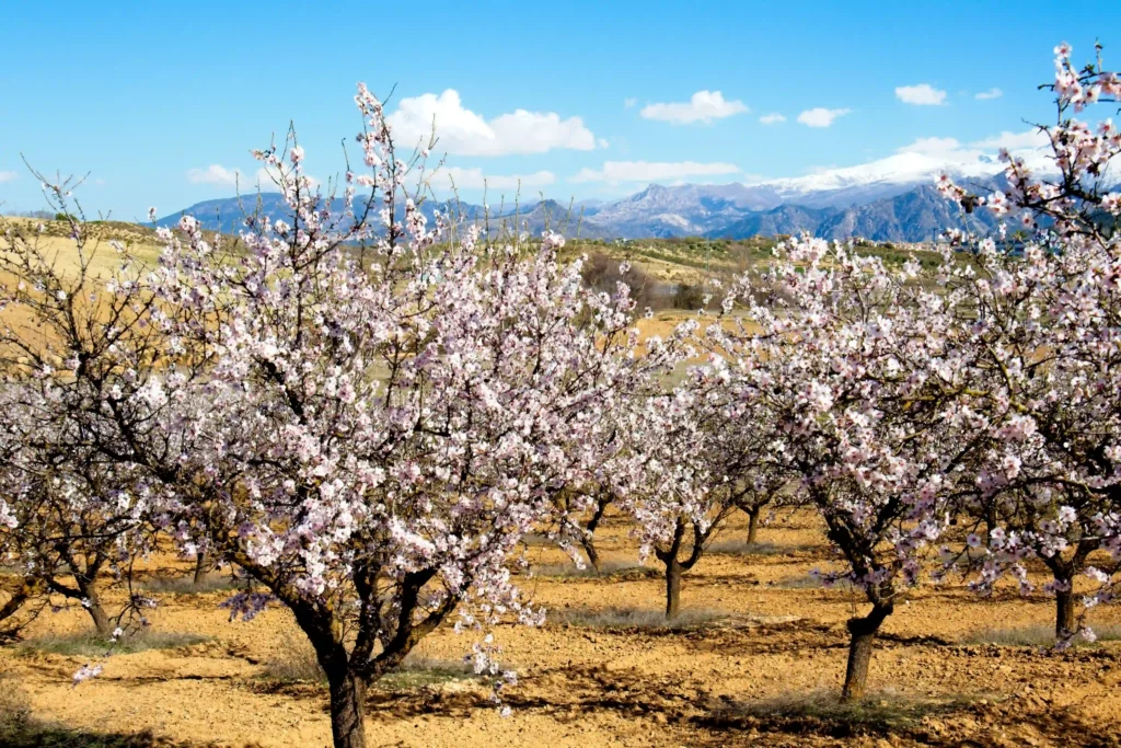 Mandelblüte in Granada Bild: ©Oliver Sdrojek